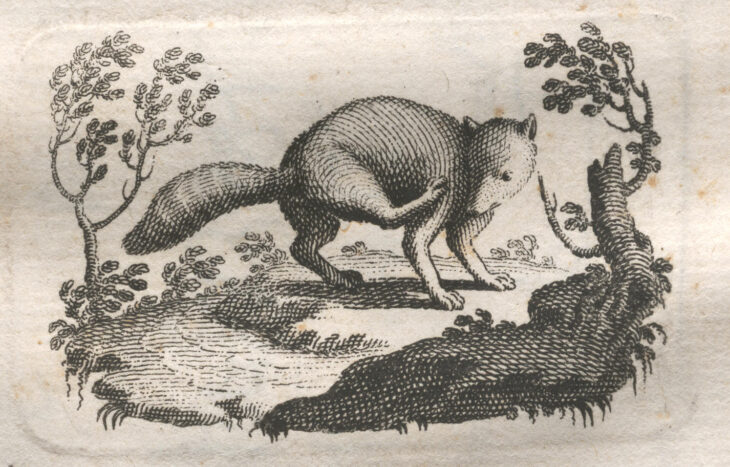 Marca tipografica image